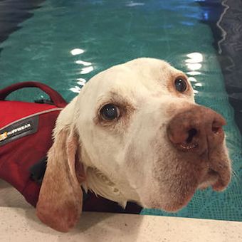 Hydrotherapy for Dogs