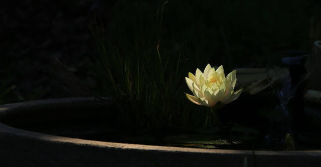 picture of lily pond